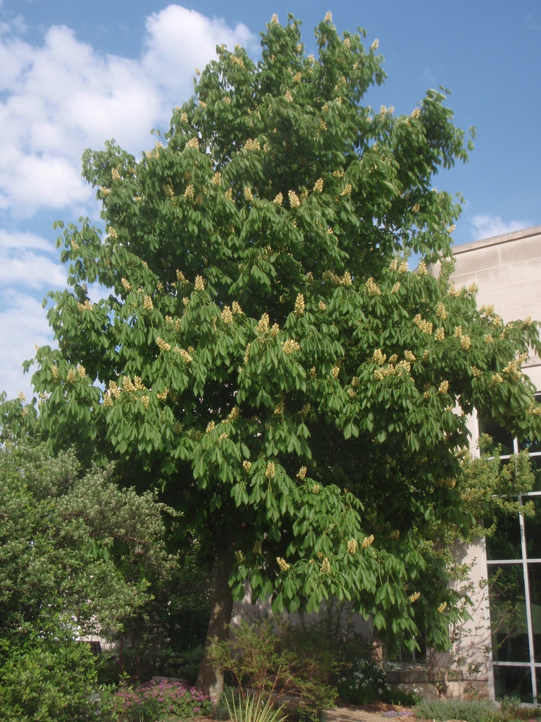 Aesculus octandra - full tree in bloom