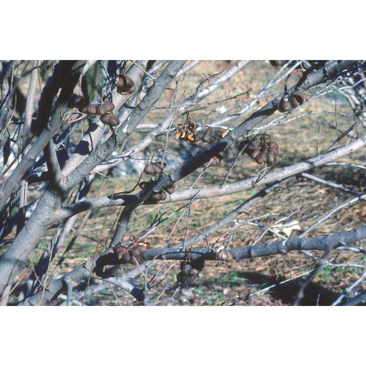 Branches with fruit