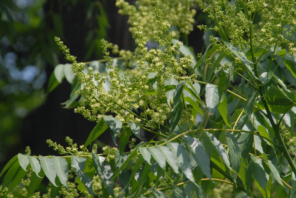 Ailanthus altissima (Ailanthus, Chinese sumac, Copal Tree, Paradise
