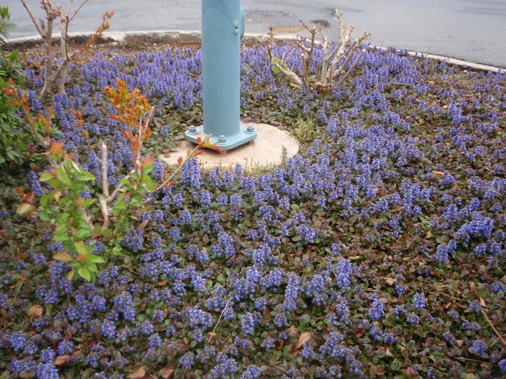 Ajuga reptans Plants