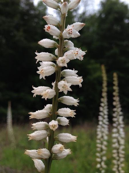 Aletris farinosa