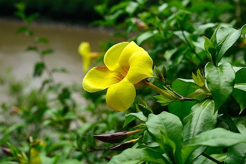 Yellow, bell- or trumpet-shaped flower with 5-lobed corolla.