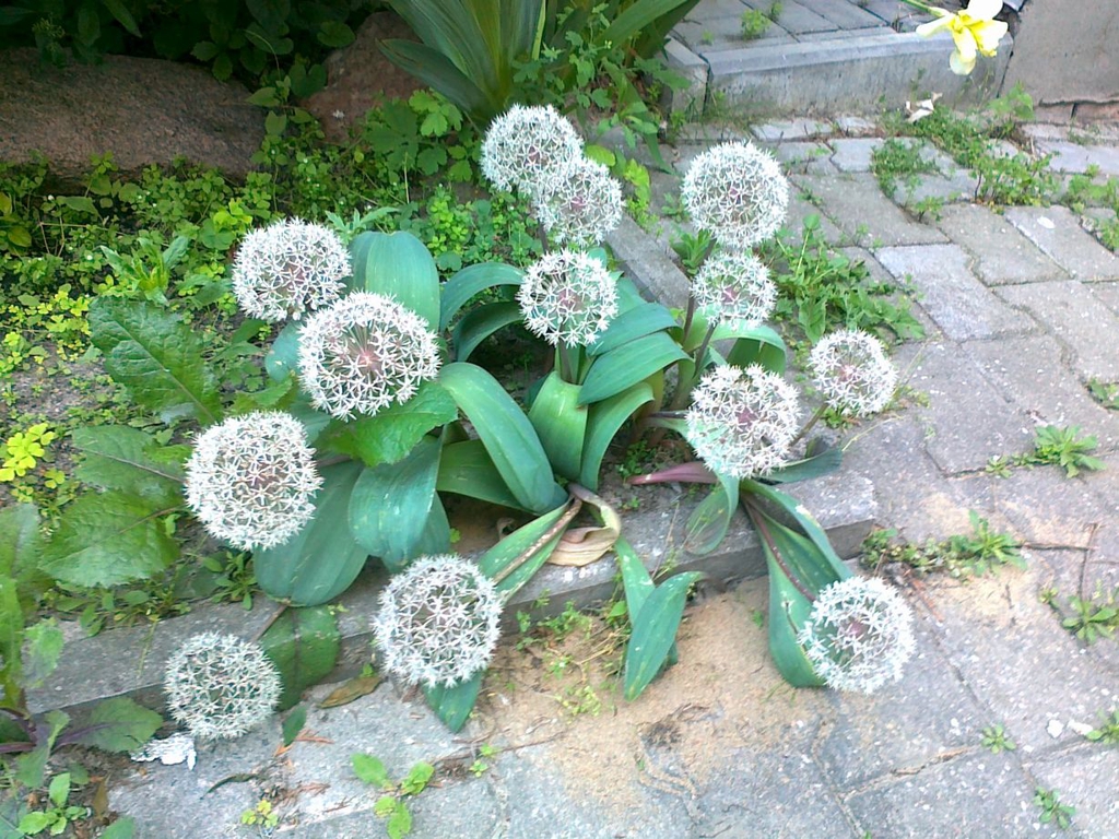 Allium Karataviense Ornamental Onion Turkistan Onion North 