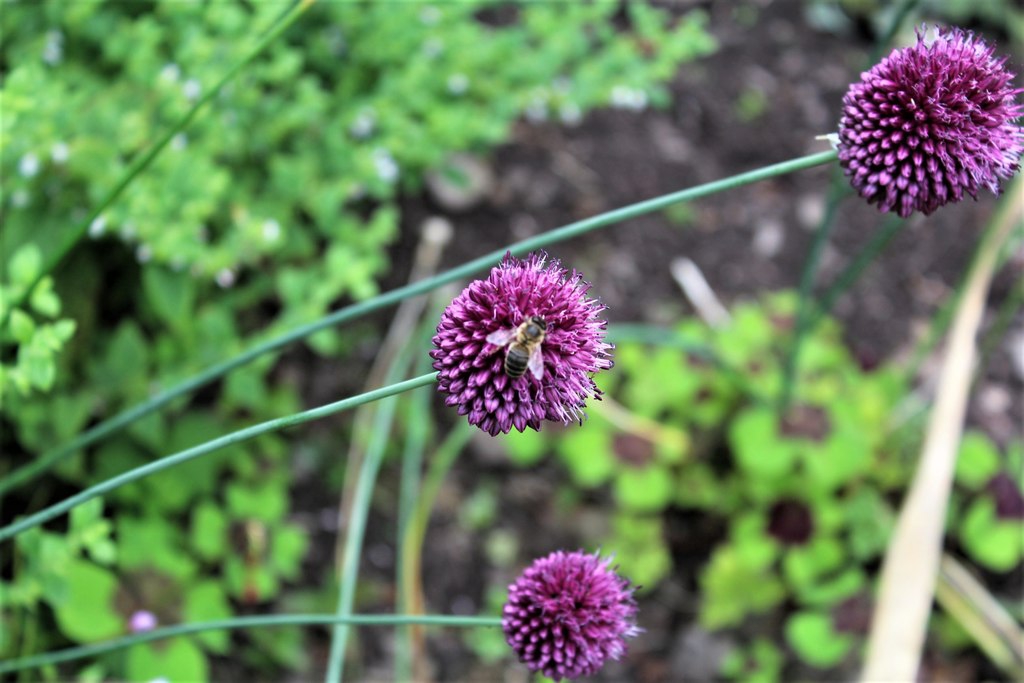 Allium sphaerocephalon (BaldHead Onion, Drumsticks