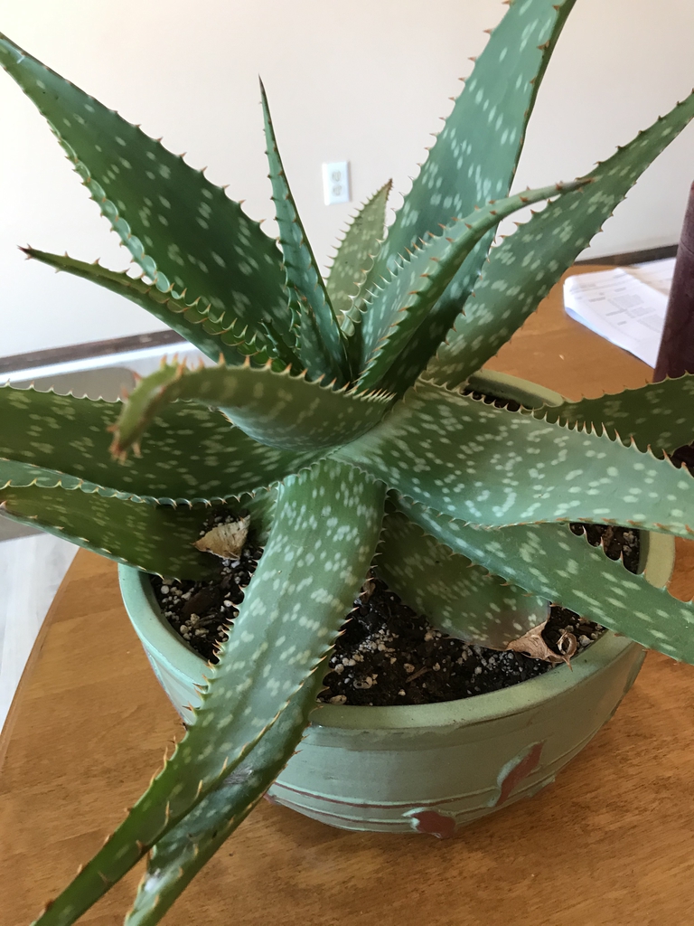 Aloe Aloe North Carolina Extension Gardener Plant Toolbox