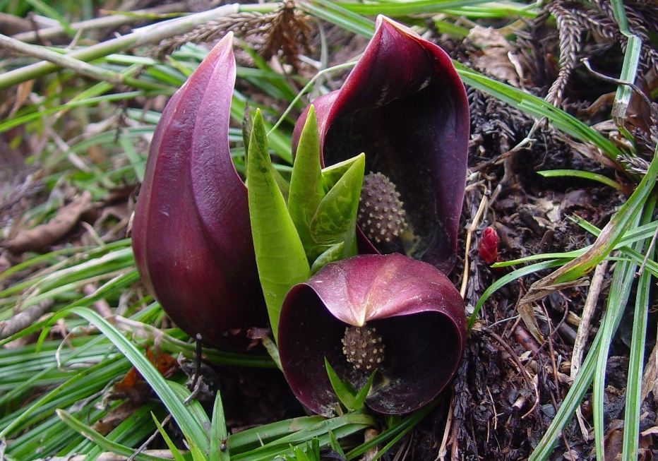 Symplocarpus foetidus