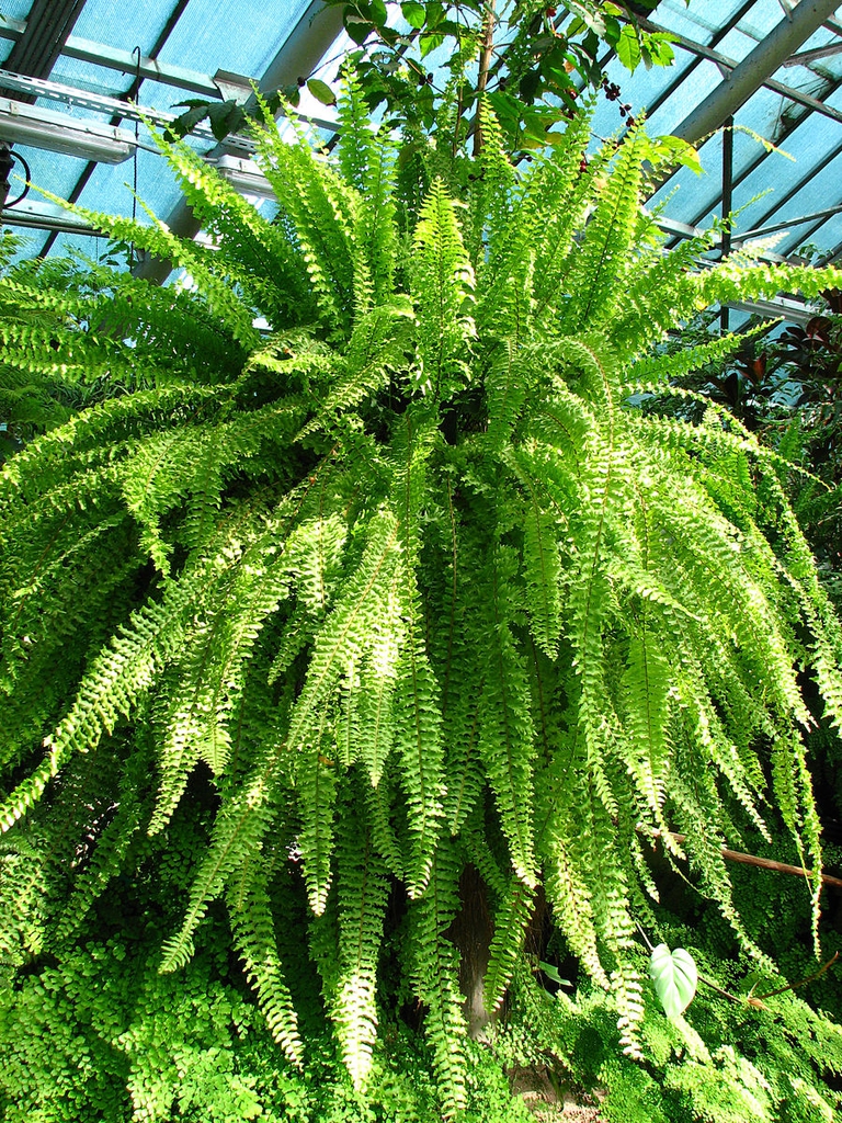 Nephrolepis Exaltata Bostonfern Boston Fern Dwarf Feather Palm 