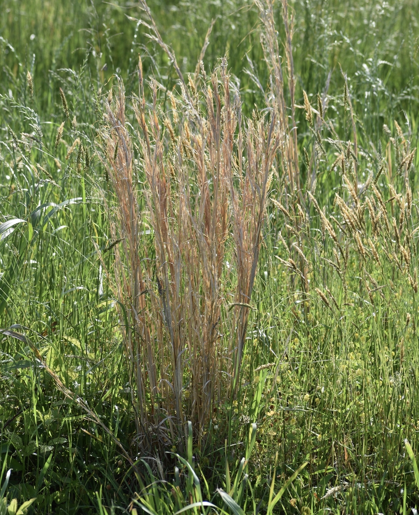 Tufted grass with glaucous stems