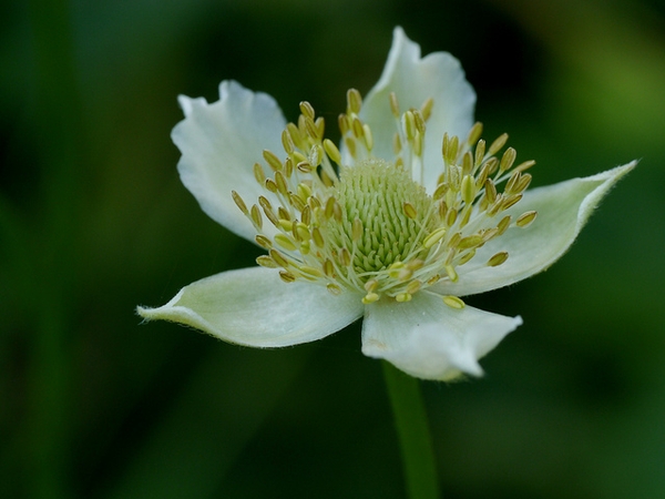 Flower detail