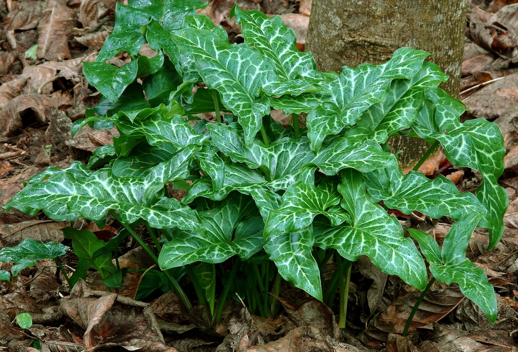 Arum Maculatum plant