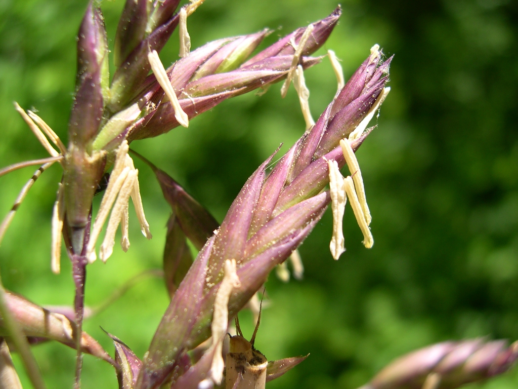 Flowers in April