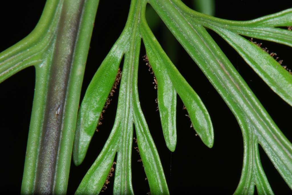 Asplenium bulbiferum