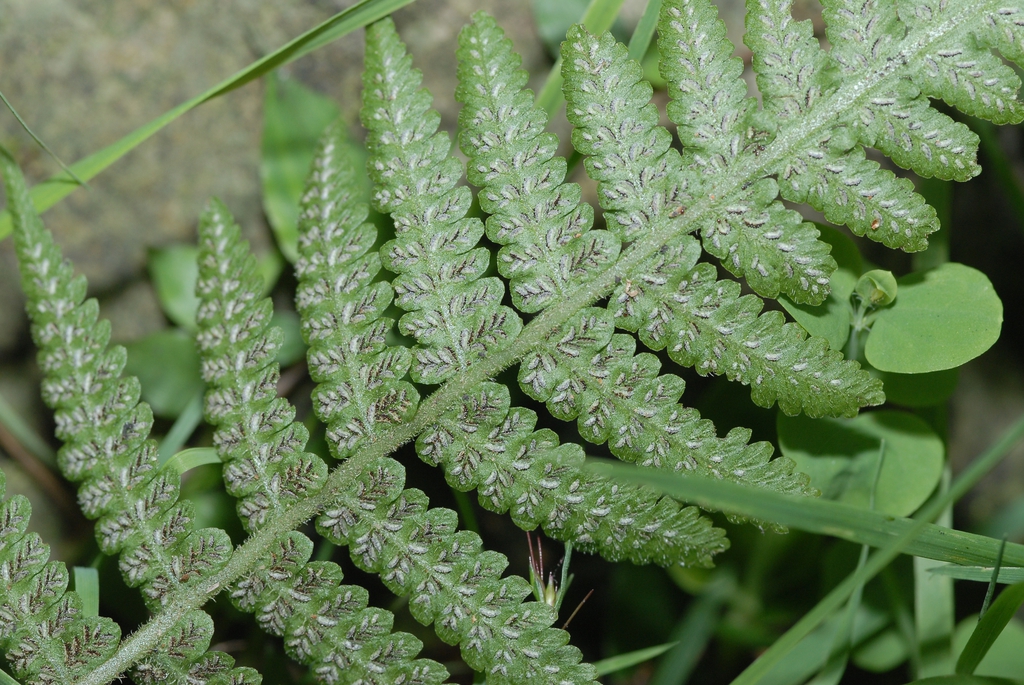 Athyrium japonicum