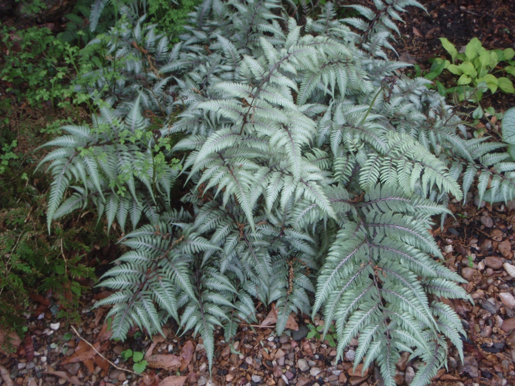 Athyrium niponicum var. 'Pictum' - full plant large img