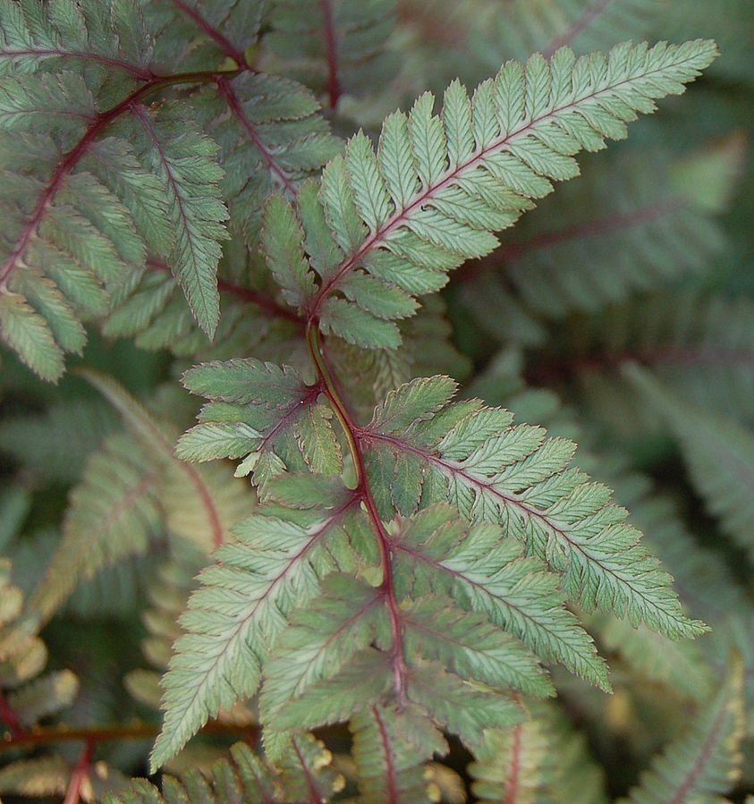 Athyrium nipponicum