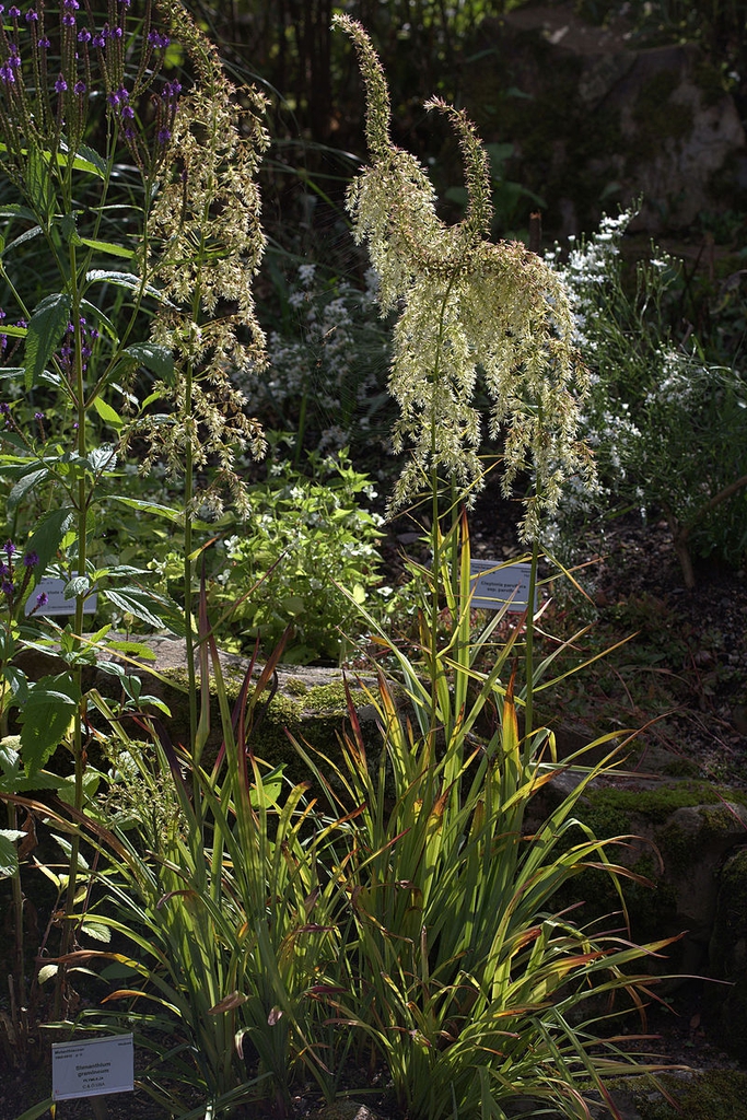 Stenanthium gramineum