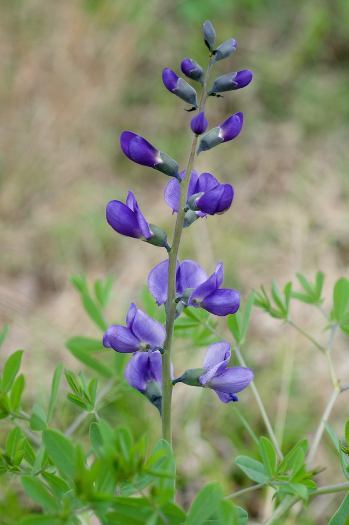 Baptisia australis flowers