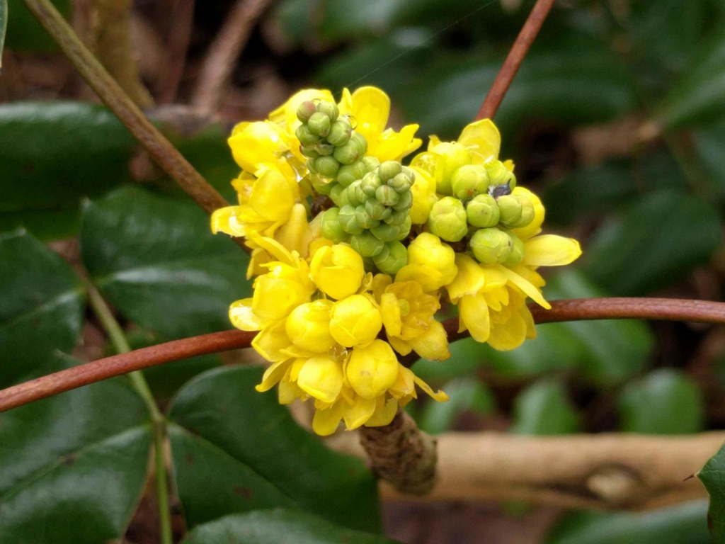 Berberis aquifolium 'Orange Flame' (Orange Flame, 'Orange Flame' Grape ...