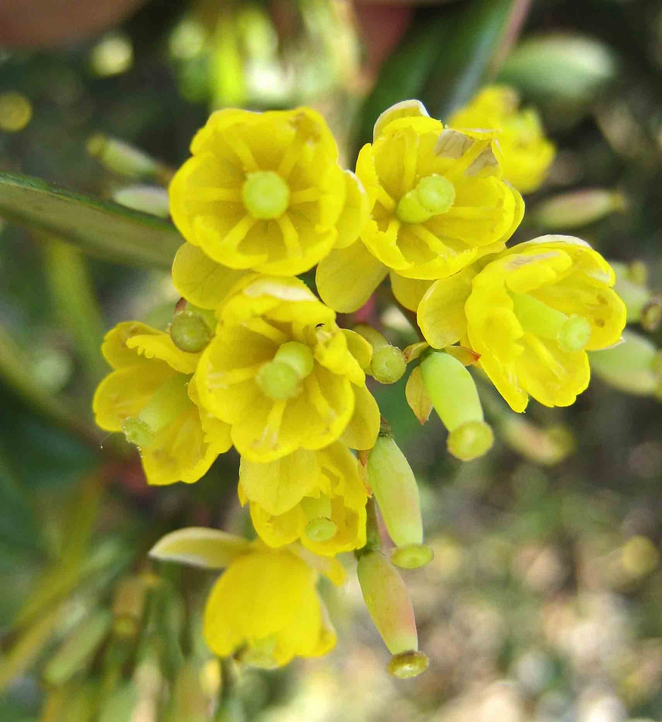 Berberis julianae flowers