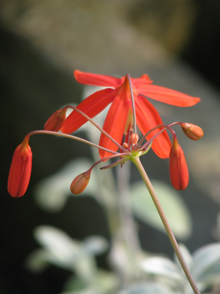 Bessera elegans behind flower