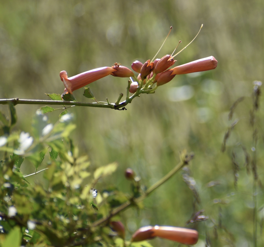 Bignonia capreolata