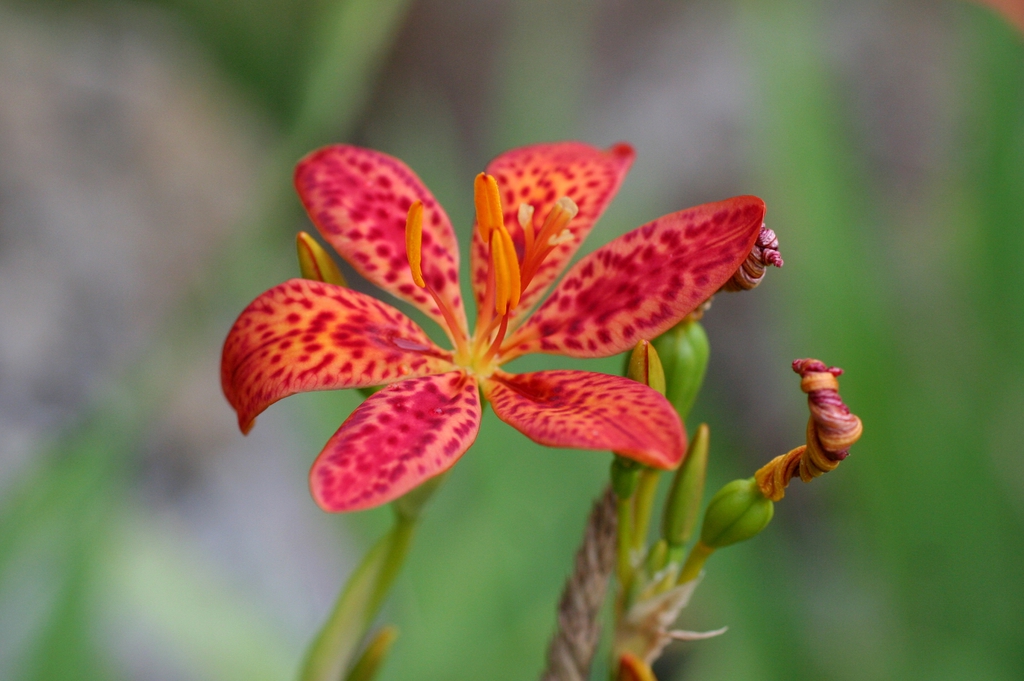 Belamcanda chinensis (Blackberry Lily) North Carolina Extension