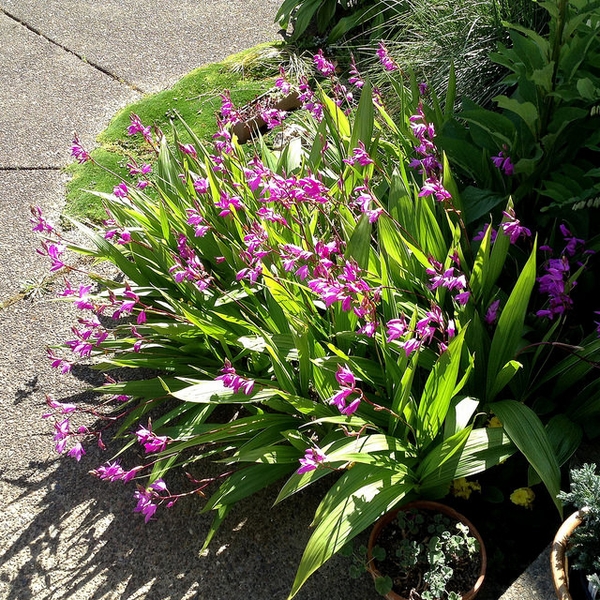 flower and leaves