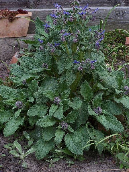 Borage Plant KnowDrive Borage Plant KnowDrive