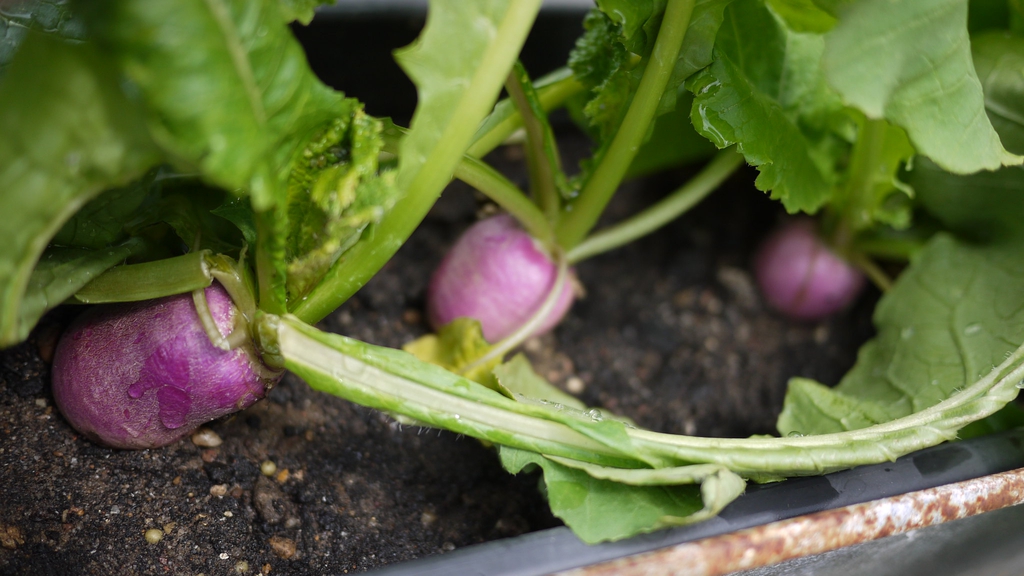 Brassica rapa (Rapifera Group)