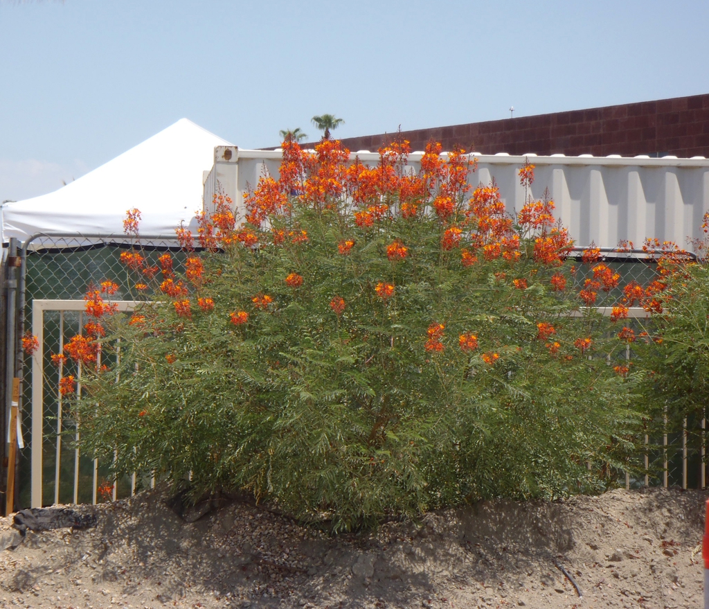 12 Red Bird Of Paradise Seeds - Caesalpinia Pulcherrima, Mexican Bird Of Paradise, Flowering Shrub