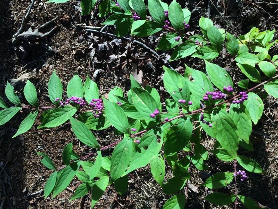 leaves and fruit, Warren County, NC