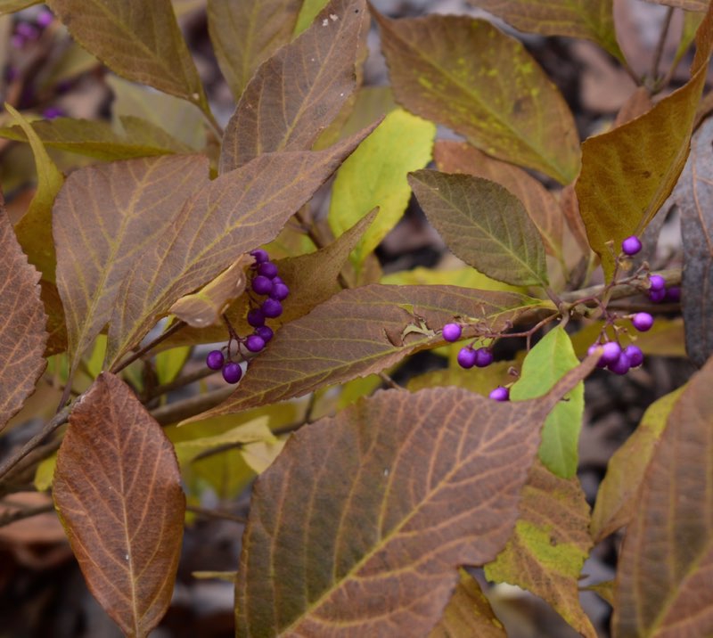 Callicarpa dichotoma