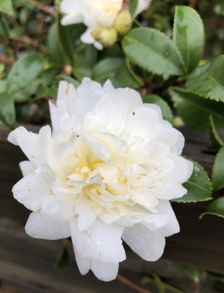 Flower - Nov. 11 - Warren Co., NC