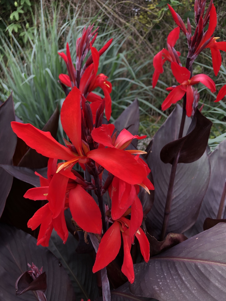 Red Futurity - Form at Juniper Level Botanic Garden (Wake Cou