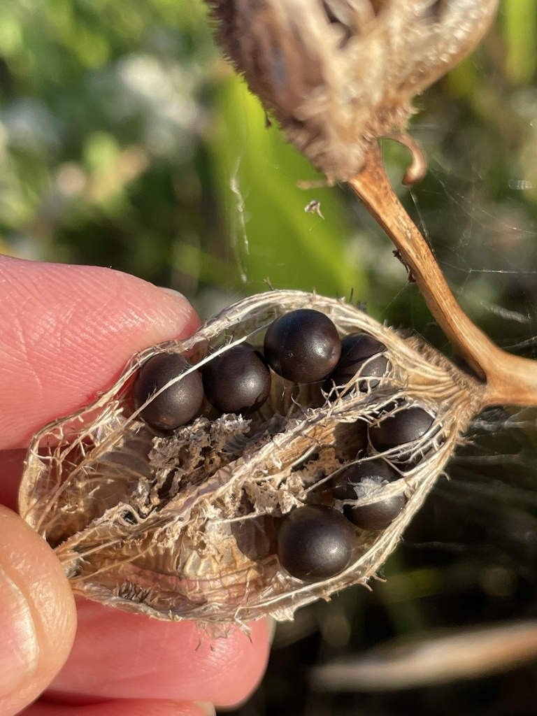 BandanaoftheEverglades Canna flaccida North Carolina Extension