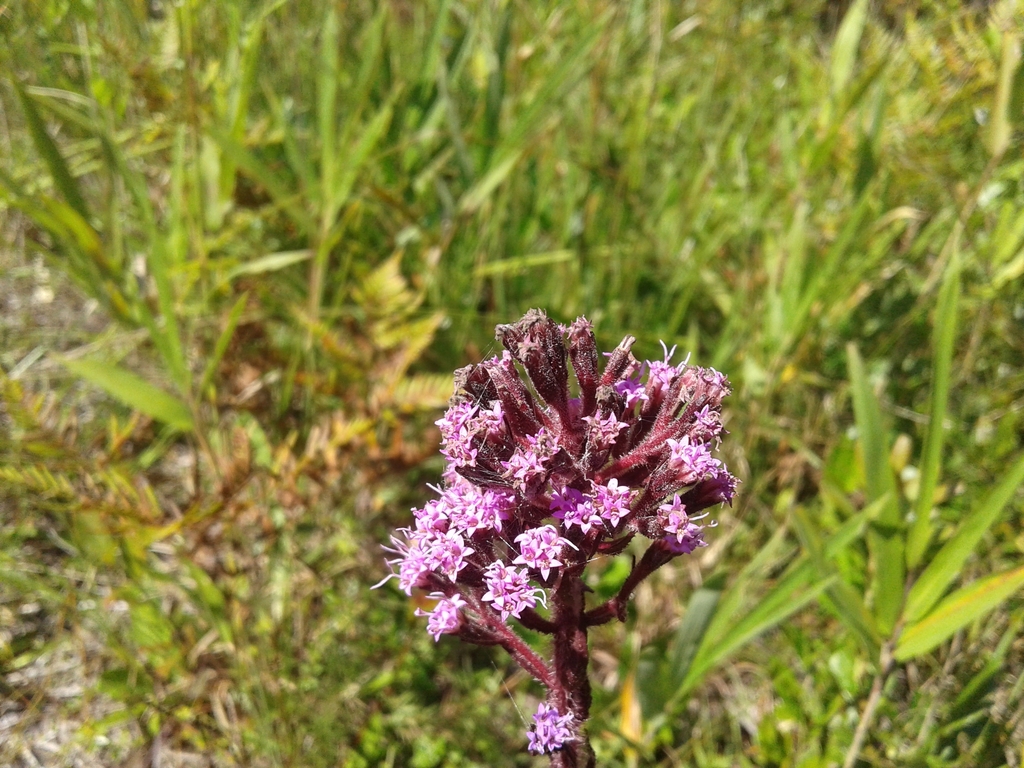 Clusters of purple disc flowers (ray flowers are absent)