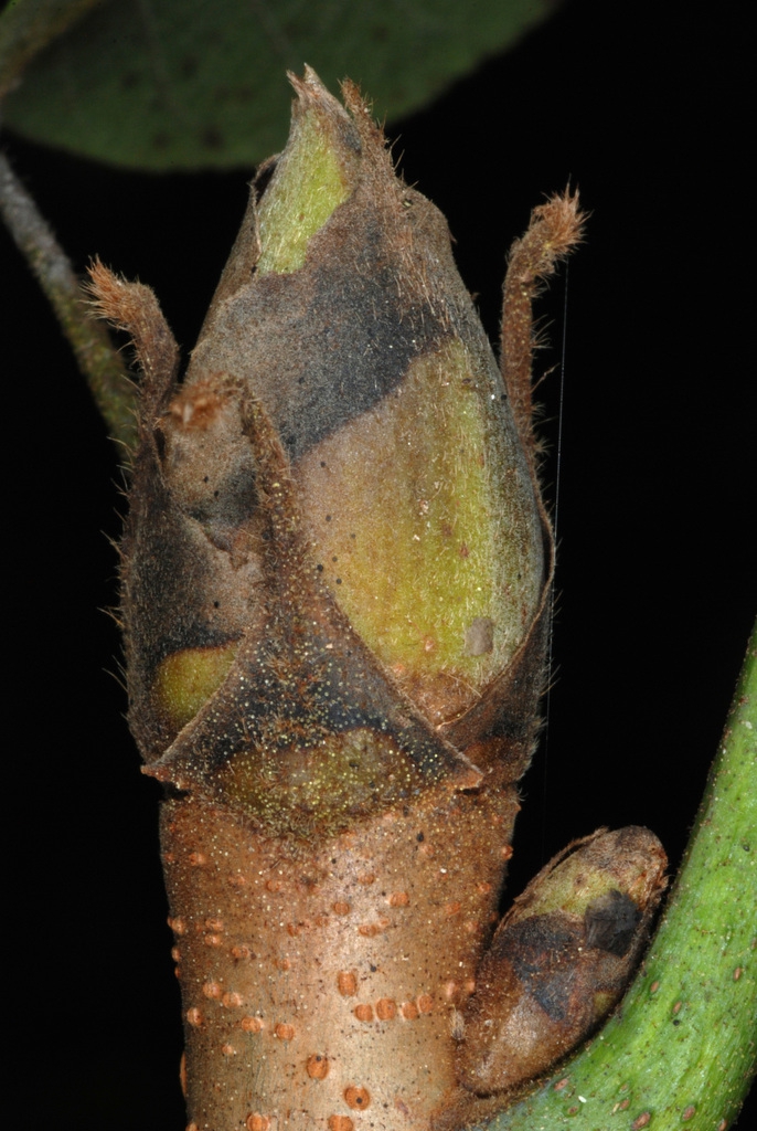 End bud (North Carolina, US)-Early Fall