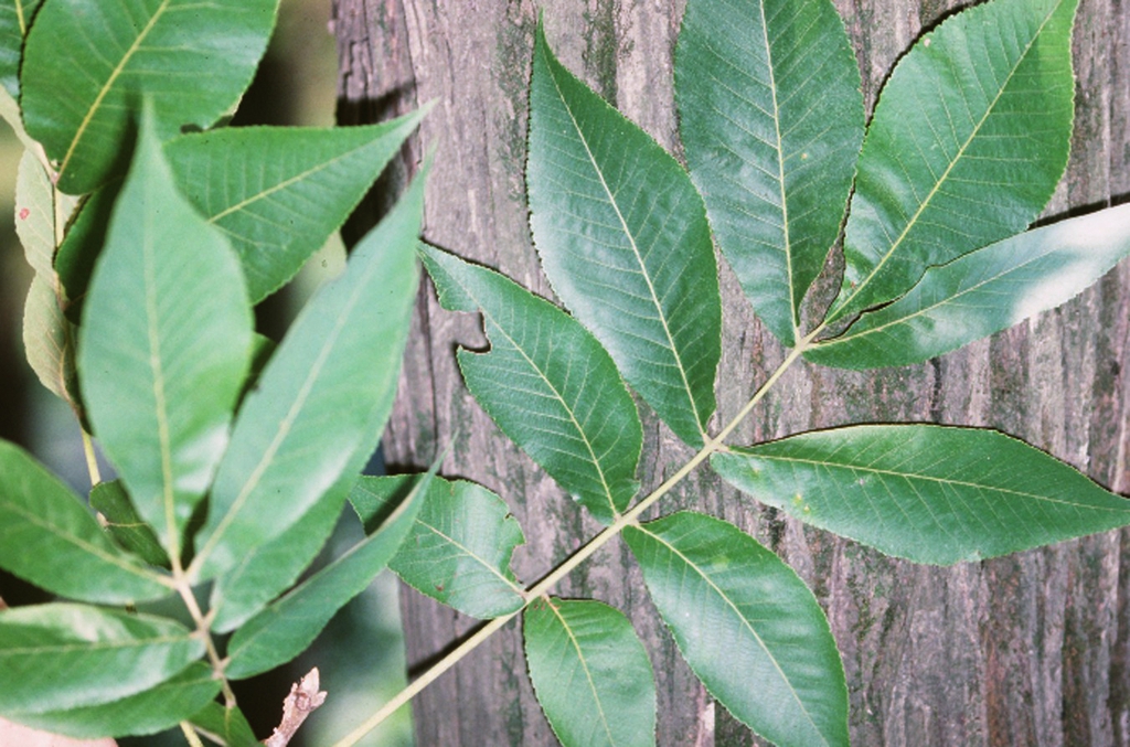 Leaves