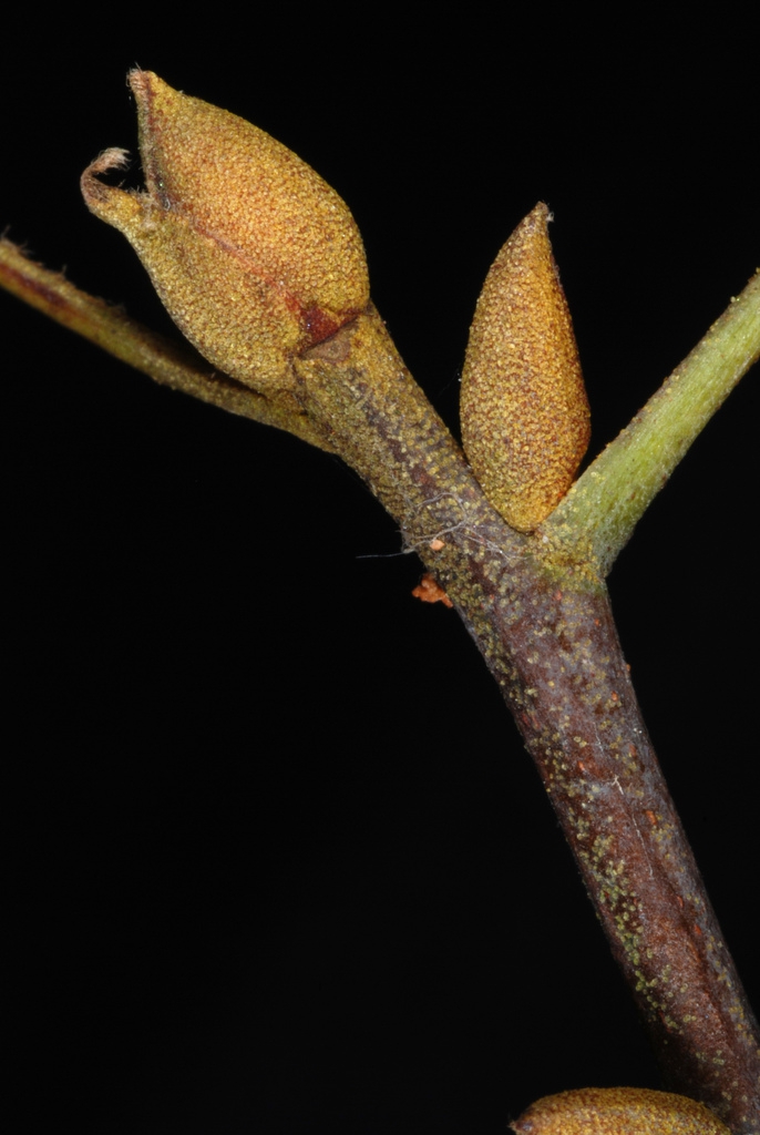 End and stem buds (Seven Lakes, NC)-Early Fall