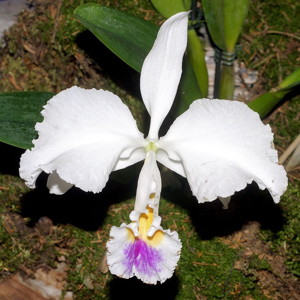 Cattleya Trianae Christmas Orchid Flor De Mayo May Flower Winter 