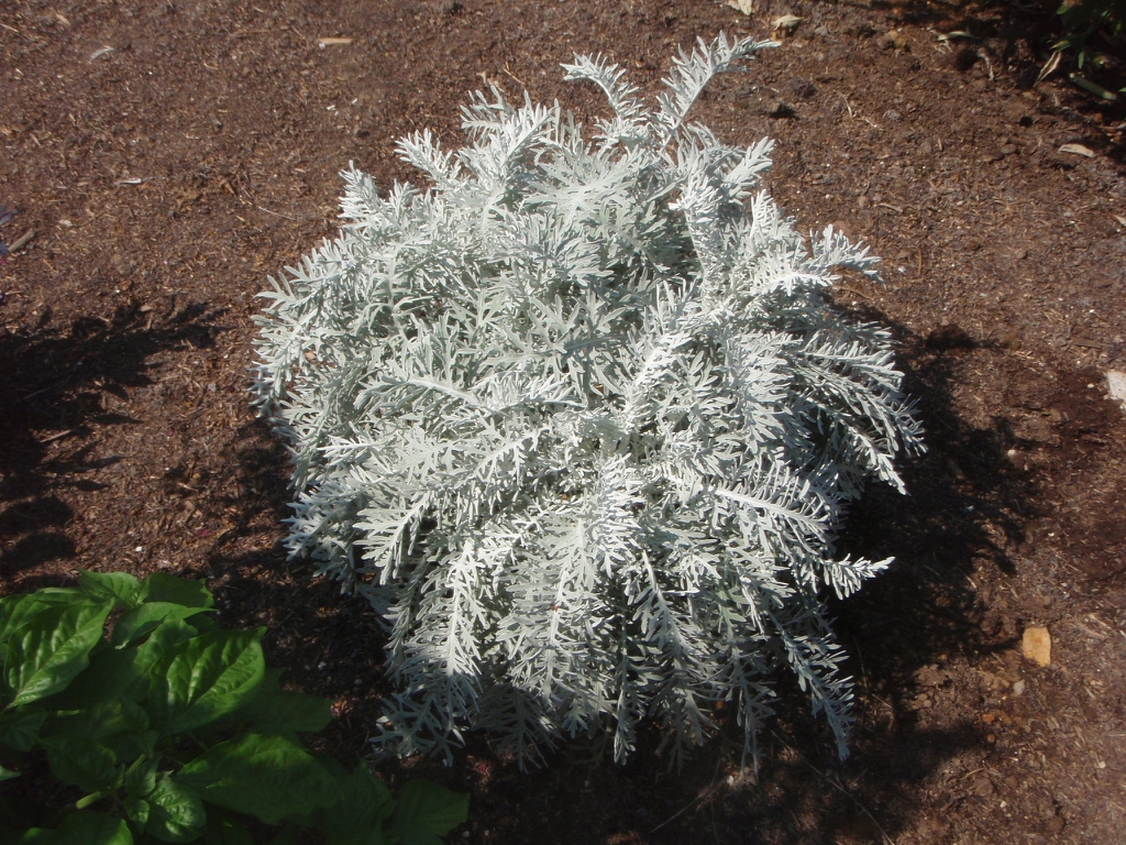 Centaurea cineraria 'Colchester White' Form