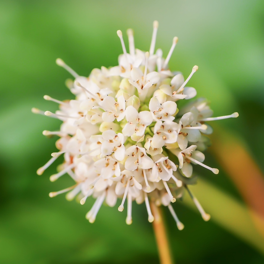 Close up of flower