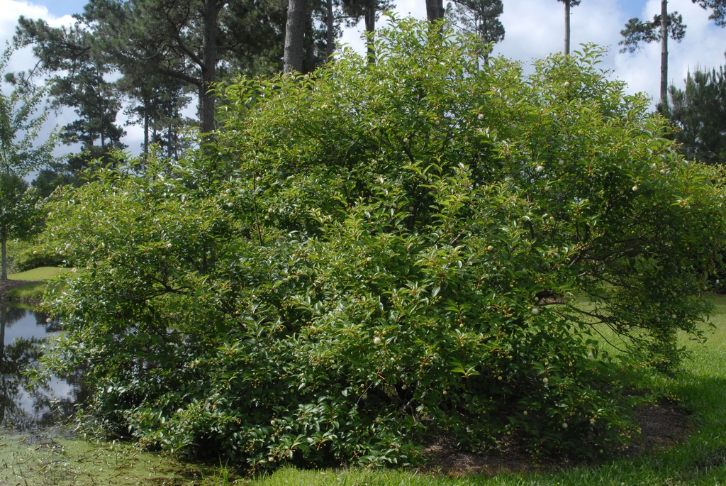 Cephalanthus occidentalis