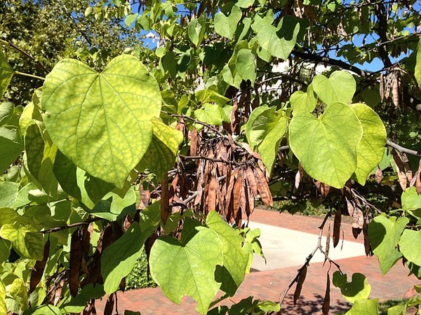 Cercis canadensis