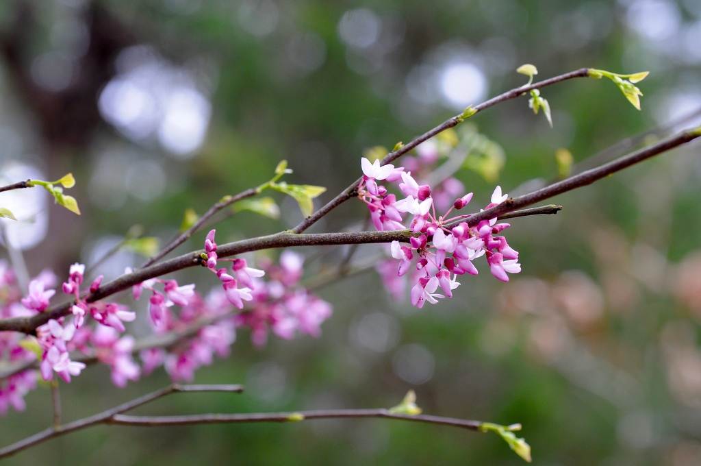 Cercis canadensis var. canadensis