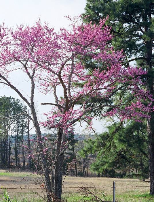 Cercis canadensis var. canadensis