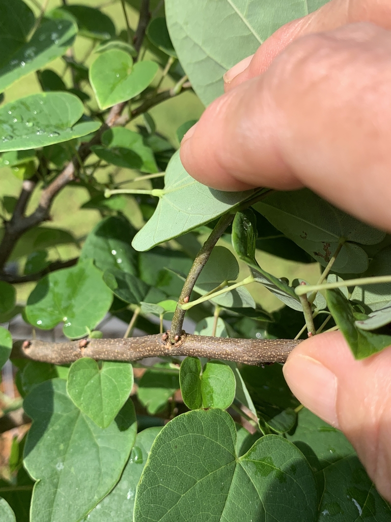 Stem and leaf attachment