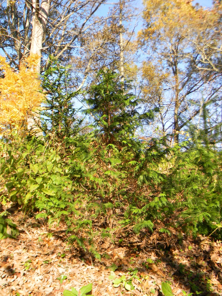 Chamaecyparis pisifera 'Cream Ball'
