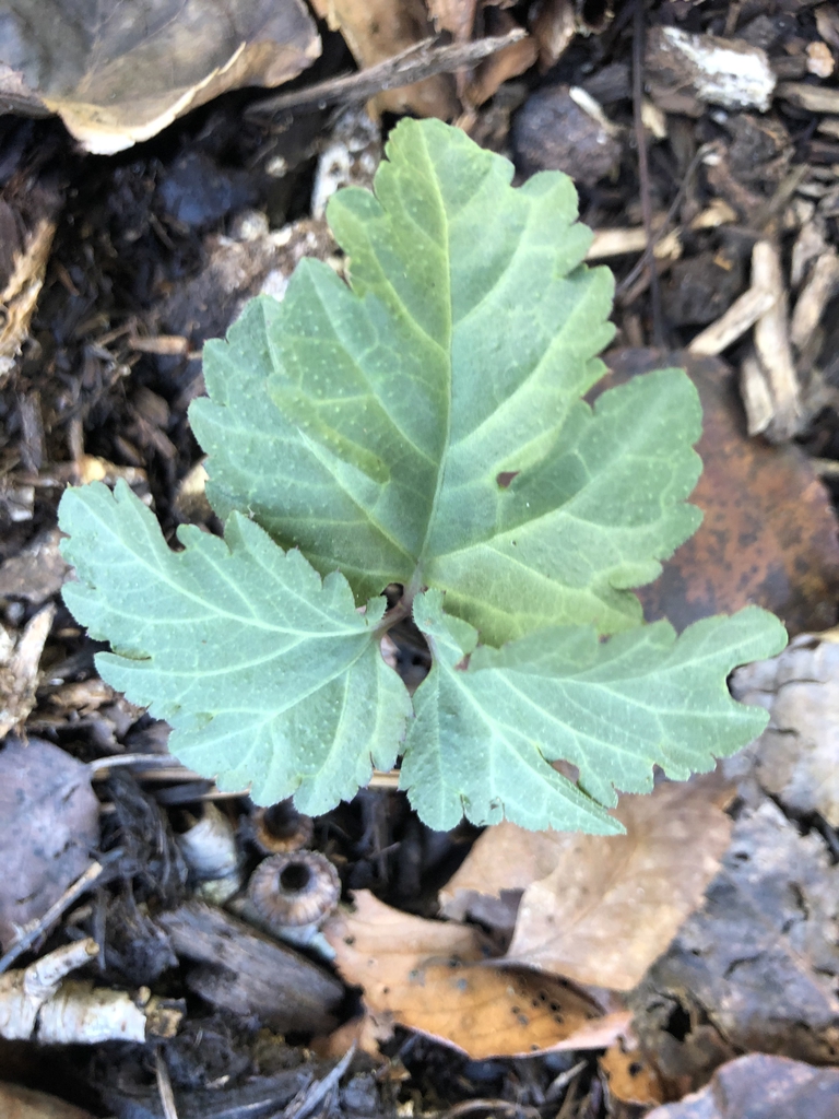 Chelidonium majus