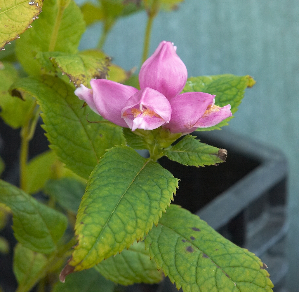 Leaves and flowers